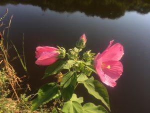 Pink flowers blooming near a dark water body.